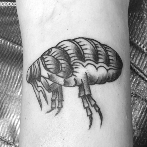 flea for @sirkittybites 🖤⚡️ thanks so much!!!
.
.
.
#tattoo #blackworktattoo #inkstinct #blackwork #blxckink #btattooing #blkttt #blackworkers #waverlyink #tttism #rochesterny #rochestertattoo #ladytattooer #tattoodo #workhorseirons #steadfast #onlythedarkest #foxtailtattoos #inkwork #linework